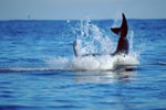 Breaching Great White Shark near Dyer Island