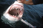 The Great White Shark shows its teeth 