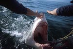Great White Shark at the outboard motor