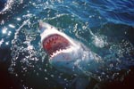 Great White Shark at the surface with its mouth open