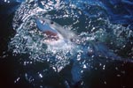 A synonym for elegance, strength, quickness and hunting: the Great White Shark (Carcharodon carcharias)