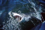 Great White Shark on the water surface