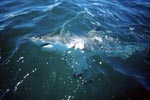 Great White Shark patrolling on the water surface
