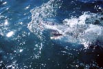 Great White Shark explores the world above the water 