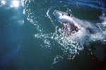 Great White Shark on its way through the ocean