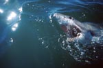 The Great White Shark has a key position in the maritime ecosystem