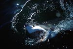Great White Shark emerges from the dark water