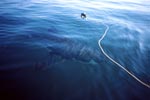 Great White Shark (Carcharodon carcharias) circling the bait