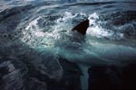 The Great White Shark shows its pectoral fin