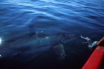 Great White Shark (Carcharodon carcharias)on inspection
