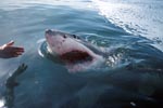 Great White Shark heading for the outboard engine
