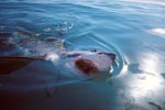 Great White Shark breaks through the sea surface