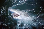 In all the seas at home: The Great White Shark