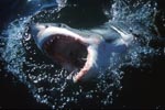 Great White Shark breaks dynamically through the water surface