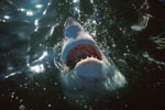 Great White Shark explores the world above the water</b>
