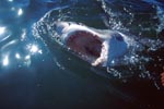 Known and infamous: The jaws of the great white shark