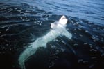 Great white shark lying on the back