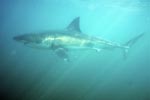 Great White Shark at low visibility in the Shark Alley