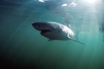 Great White Shark (Carcharodon carcharias) on inspection