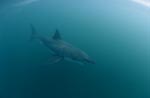 Great White Shark in the green water between Dyer Island and Geyser Rock
