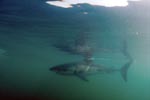 Great White Shark (Carcharodon carcharias) on inspection