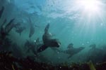 Seals in the kelp