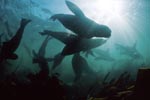 South African Fur Seals in the underwater surf
