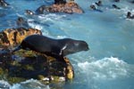 Fur seal on the jump in the water