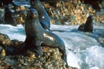 Attentive fur seals