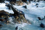 Fur seals in heavy swell