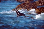Fur seal on the way into the sea