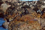 Fur Seals on Geyser Rock