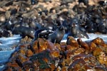 Fur Seals on rocks with marine growth