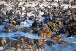 Fur Seals on Geyser Rock