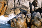 Fur seals in rocky terrain