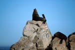 Fur seal on top of the rock