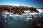 Seals in the surf