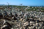 African Penguin and Seabird colony