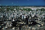 African Penguin and Seabird colony