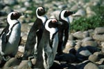 African Penguins on Dyer Island