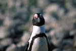 African penguin portrait 