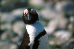 African penguin (Spheniscus demersus)
