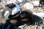 African Penguin with chick