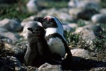 African Penguin with juvenile