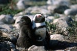 African Penguin chick with adult Penguin