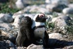 Black-footed penguin chick with adult Penguin