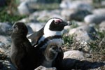 African Penguin with two chicks