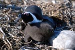Young African Penguin and adult Penguin
