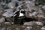 African Penguin parent protects the chick