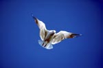 Hartlaub´s gull in flight